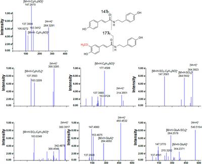 Metabolites Identification of Chemical Constituents From the Eggplant (Solanum melongena L.) Calyx in Rats by UPLC/ESI/qTOF-MS Analysis and Their Cytotoxic Activities